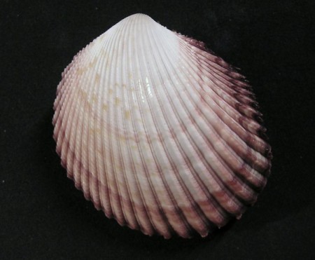 Srdcovka