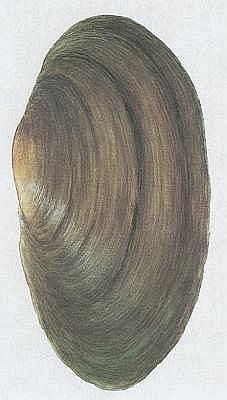Škeble rybničná