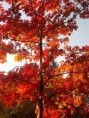 /album/nature-/sam-1552-jpg/